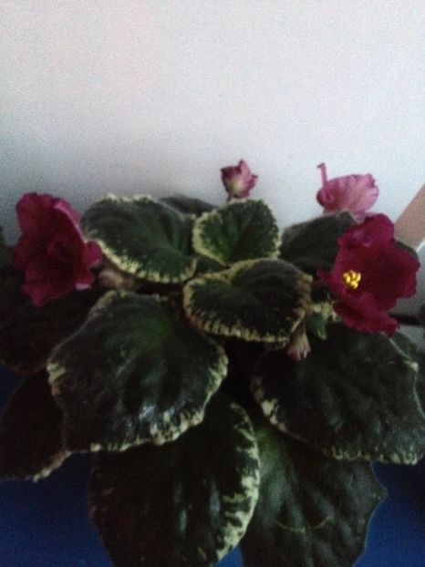 image - violete