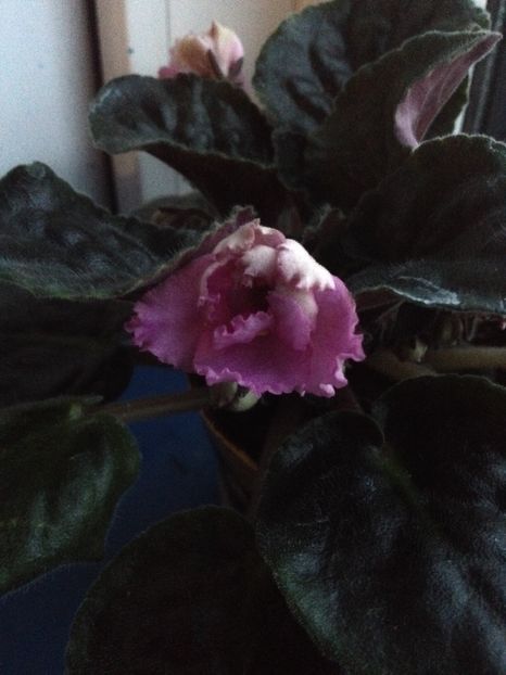 image - violete