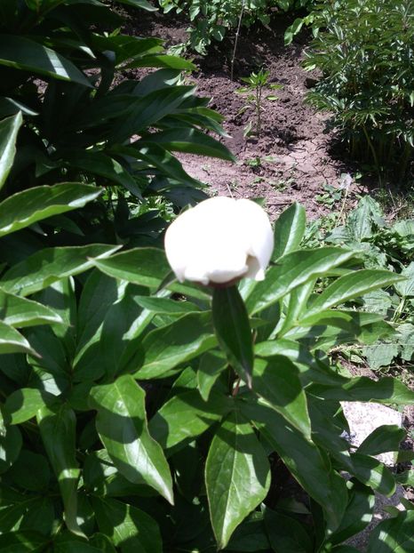  - 01-Flori din curtea mea 2017