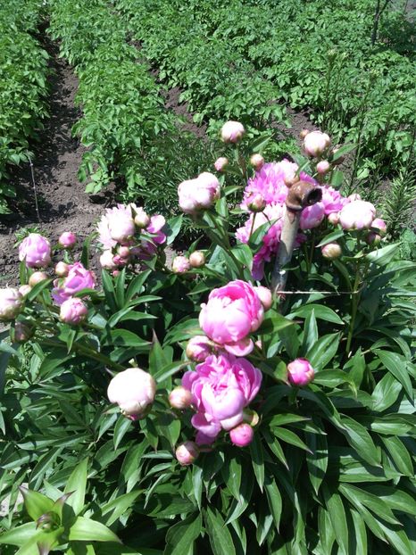 bujori - 01-Flori din curtea mea 2017