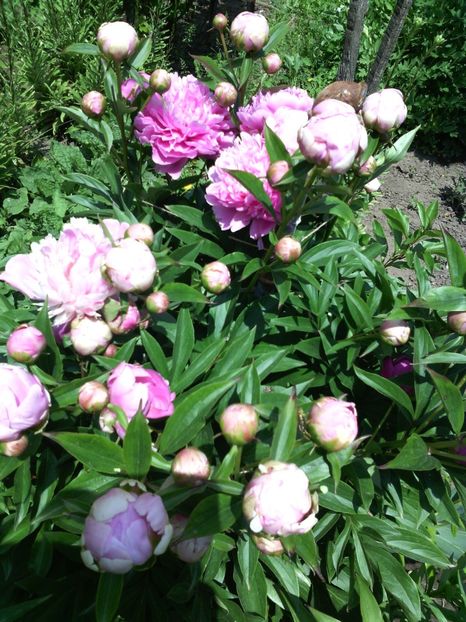  - 01-Flori din curtea mea 2017