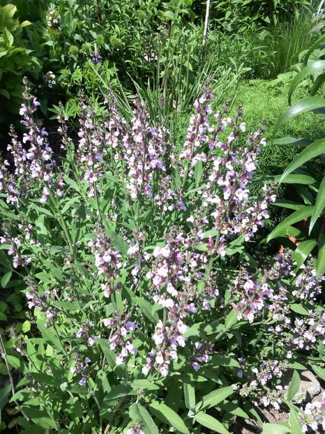 salvia officinalis - 01-Flori din curtea mea 2017