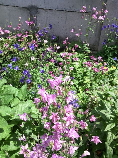 caldaruse - 01-Flori din curtea mea 2017