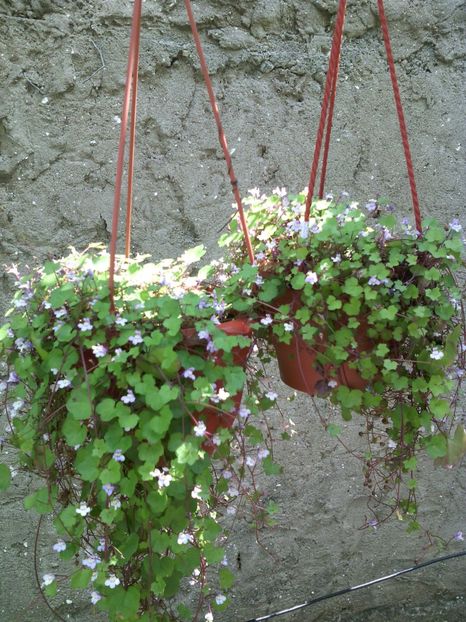 Cymbalaria - 01-Flori din curtea mea 2017