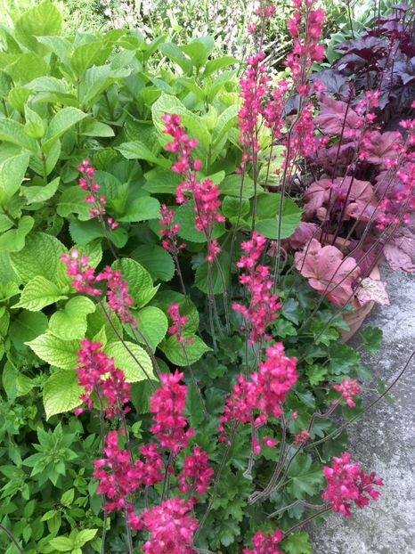 heuchera - 01-Flori din curtea mea 2017