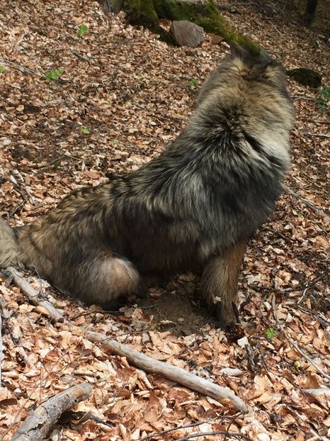  - Ciobanesc caucazian