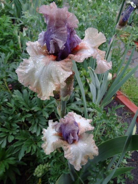 Back on Stage - Irisi