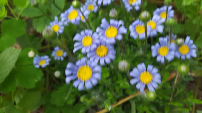 20170525_172147(0) - Felicia amelloides felicitara blue sau Margareta albastra