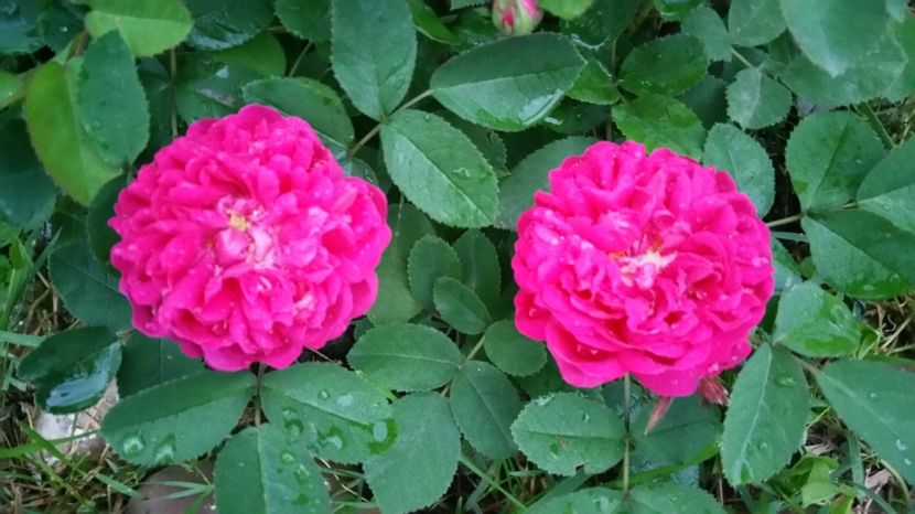 Rose de Rescht - Trandafiri 2017