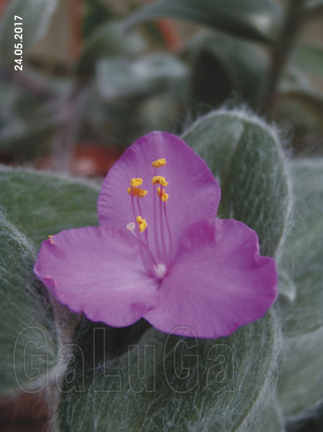 Tradescantia Sillamontana - Sillamontana