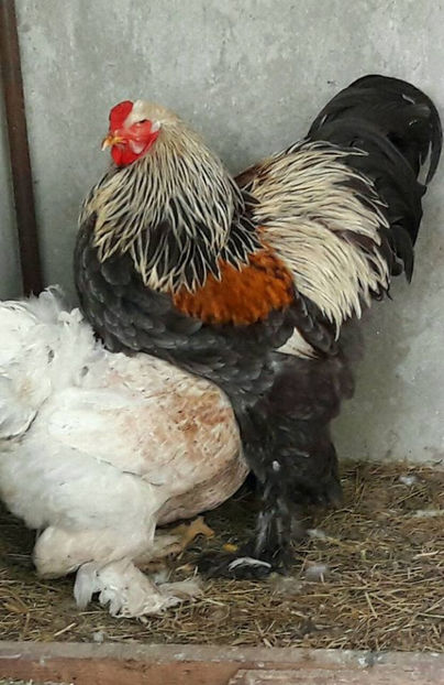 Regele - B__Brahma Silver orange