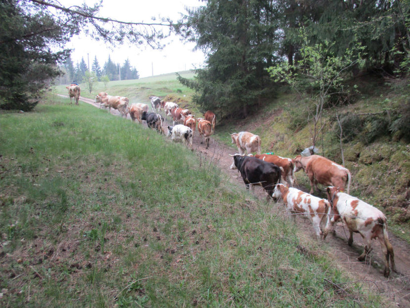 vine si ploaia-5 - Urcatul la Stana Dealul Alb 2017 primavara