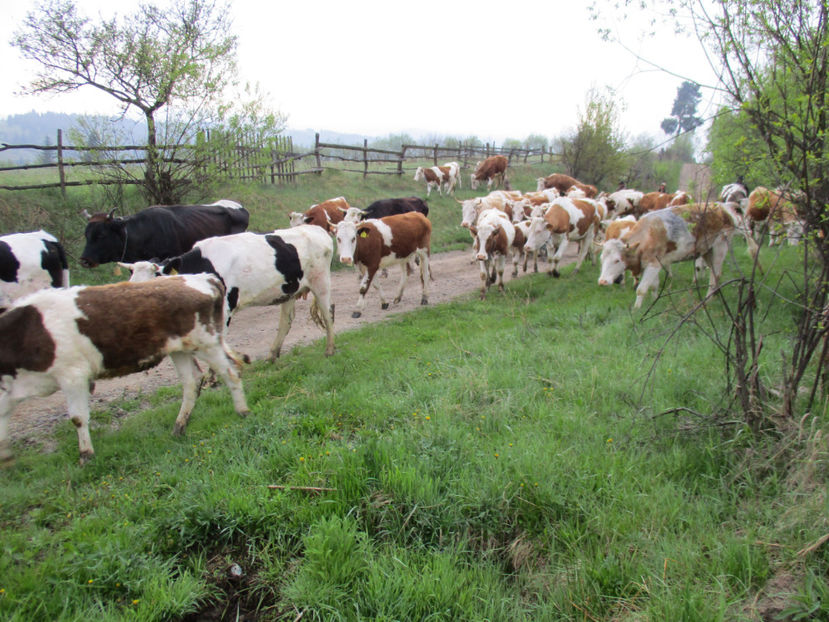 Vin vacile-y55 - Urcatul la Stana Dealul Alb 2017 primavara