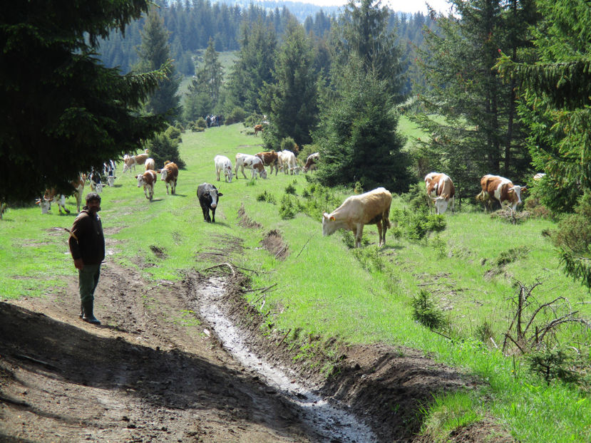 vin joienele - Urcatul la Stana Dealul Alb 2017 primavara