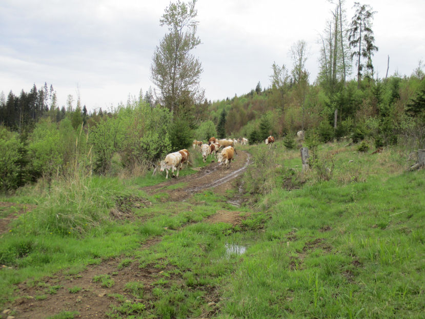 verde peste tot - Urcatul la Stana Dealul Alb 2017 primavara