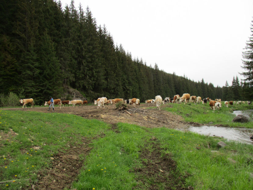 Venim venim-y87 - Urcatul la Stana Dealul Alb 2017 primavara