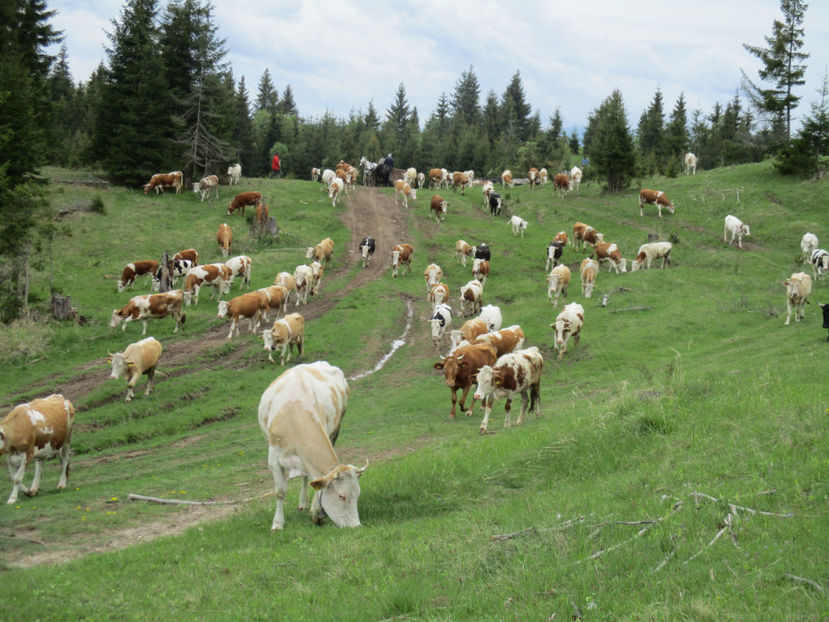 Venim si noi-g65 - Urcatul la Stana Dealul Alb 2017 primavara