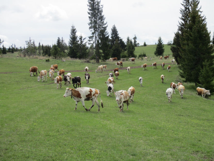 venim si noi,,,, - Urcatul la Stana Dealul Alb 2017 primavara