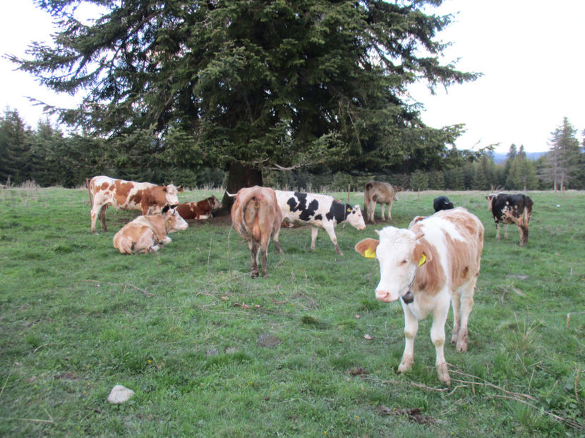 Vacile sub brazii albi-7 - Urcatul la Stana Dealul Alb 2017 primavara