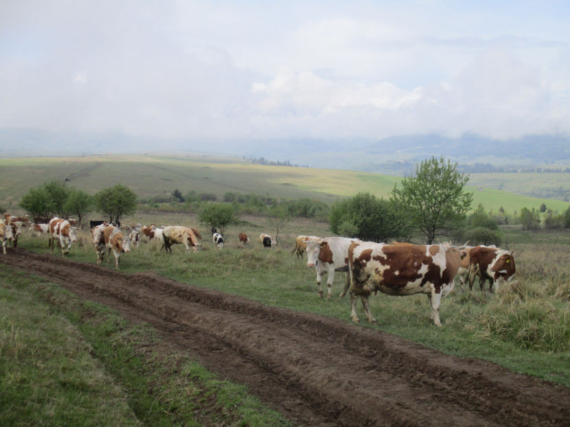 vacile se odihnesc - Urcatul la Stana Dealul Alb 2017 primavara