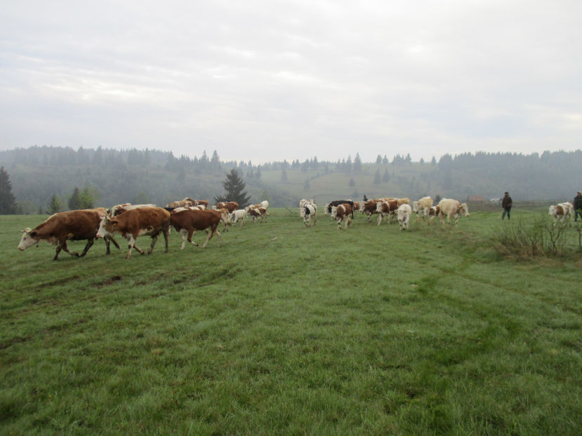 Vacile se insira - Urcatul la Stana Dealul Alb 2017 primavara
