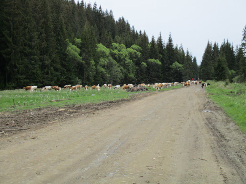 Vacile pe drum-5ga - Urcatul la Stana Dealul Alb 2017 primavara
