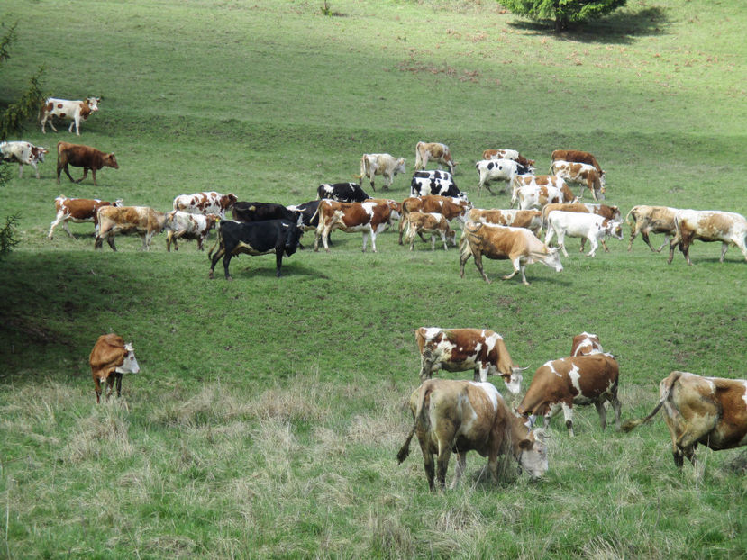 vacile la gramada-43 - Urcatul la Stana Dealul Alb 2017 primavara
