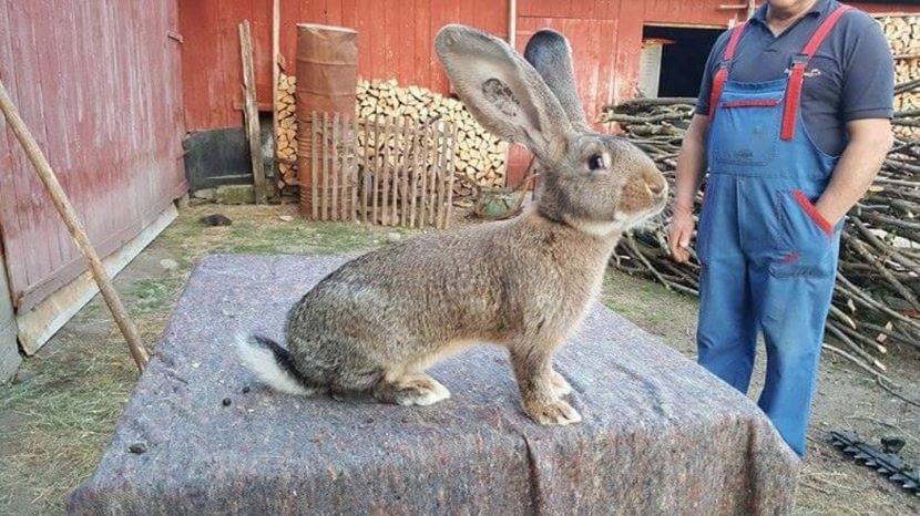 RO12 - 3768 - TINERET 2017