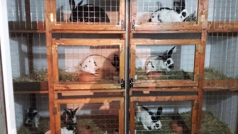 18698772_1423293851097296_418621532_o - Noul adapost in lucru