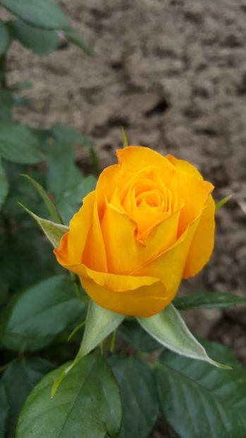 2017-05-25 11.55.30 - P--GRADINA MEA