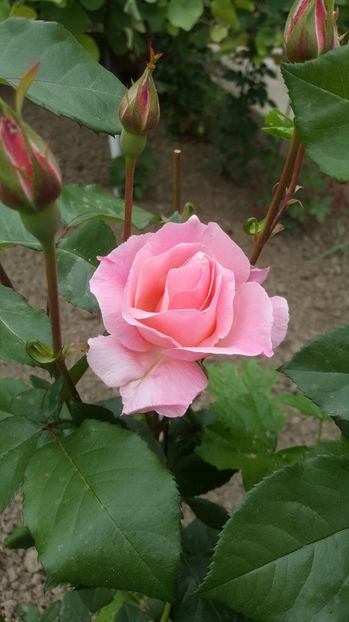 2017-05-25 11.55.56 - P--GRADINA MEA