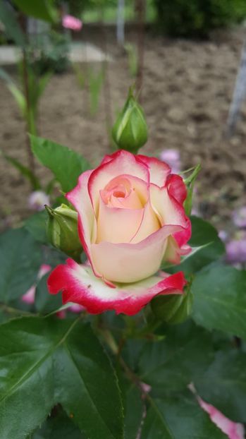 2017-05-25 11.56.19 - P--GRADINA MEA