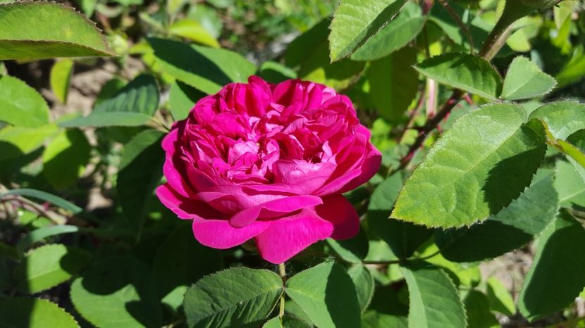 Rose de resht - Trandafiri - 2017