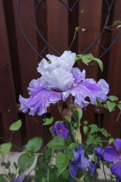 Endless Waltz - Irisi 2017