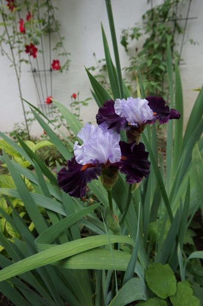 Full Figured - Irisi 2017