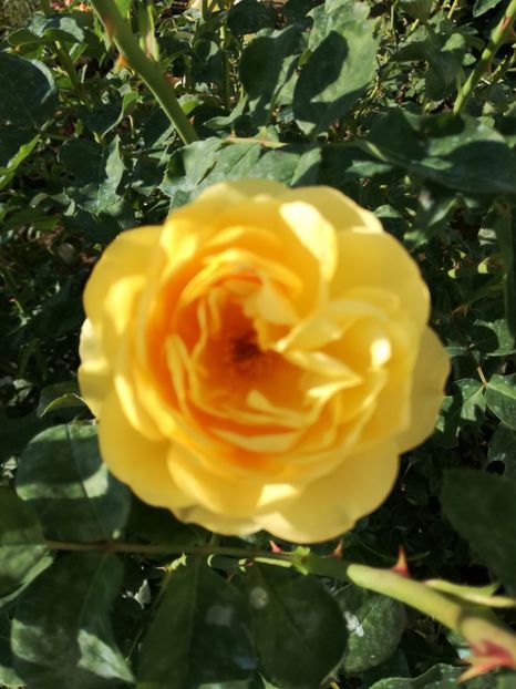  - Flori si culori 2016