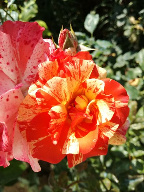  - Flori si culori 2016