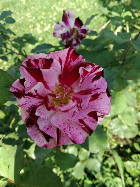  - Flori si culori 2016