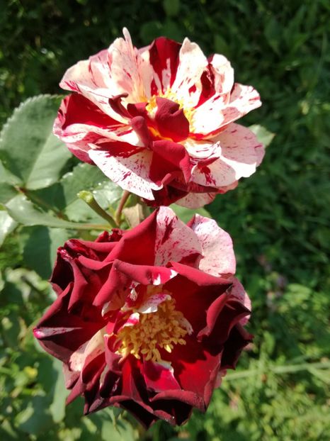  - Flori si culori 2016