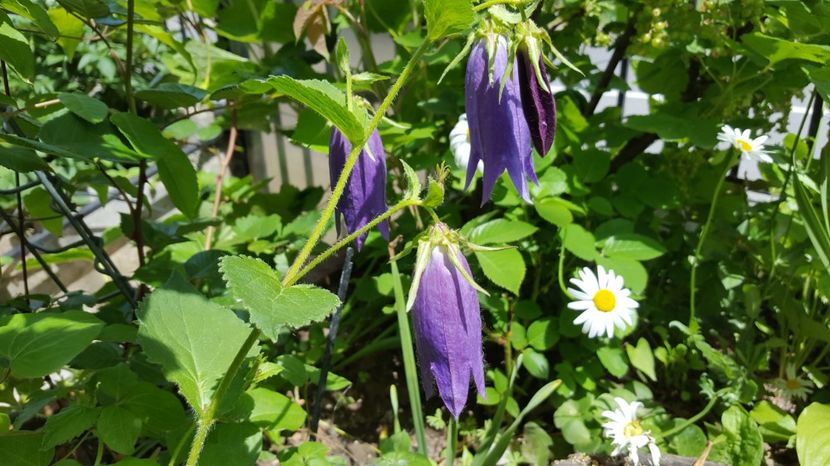  - Campanula - Floarea clopotel