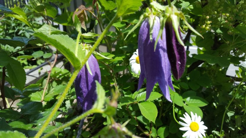  - Campanula - Floarea clopotel