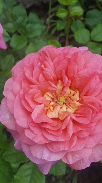  - Christopher Marlowe