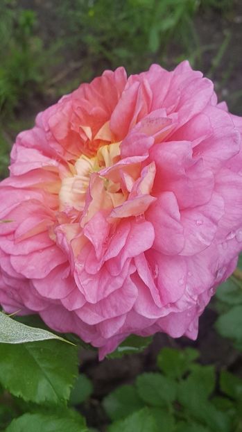  - Christopher Marlowe