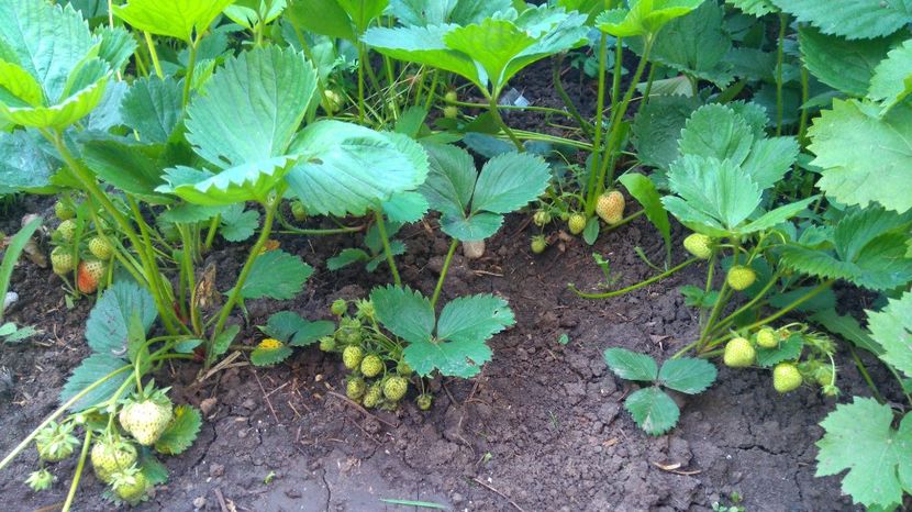  - Arbusti fructiferi si capsuni