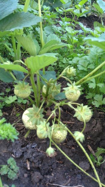  - Arbusti fructiferi si capsuni