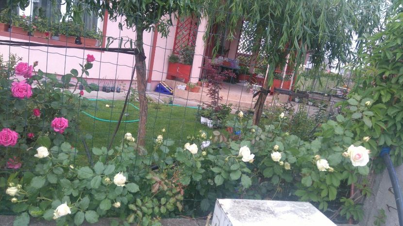  - Gradina mai 2017