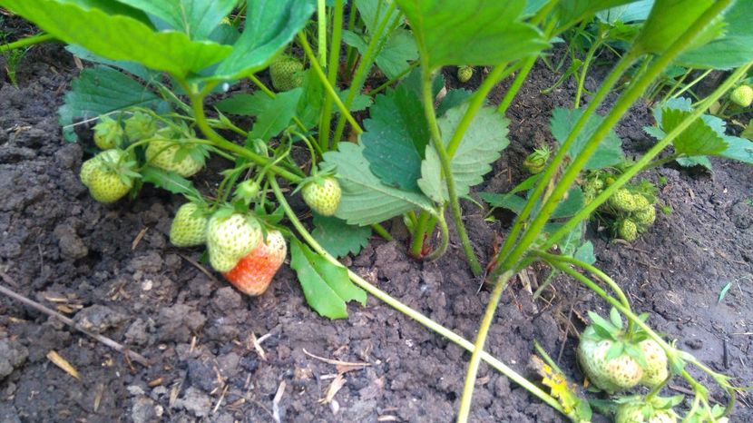  - Gradinuta cu de toate