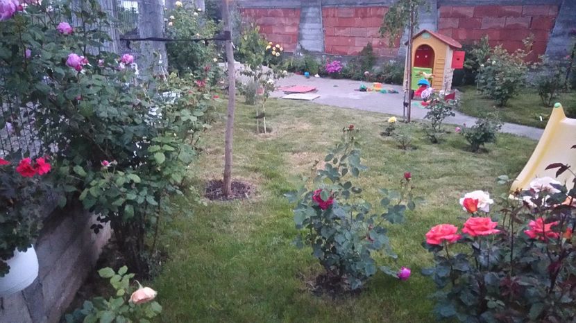  - Cum a evoluat gradina mea