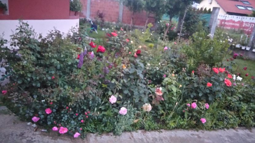  - Cum a evoluat gradina mea