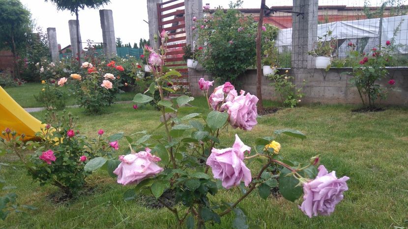  - Cum a evoluat gradina mea